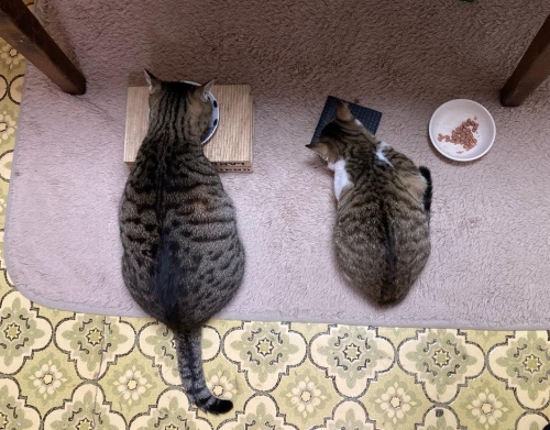 先住猫と新入り猫が並んでご飯